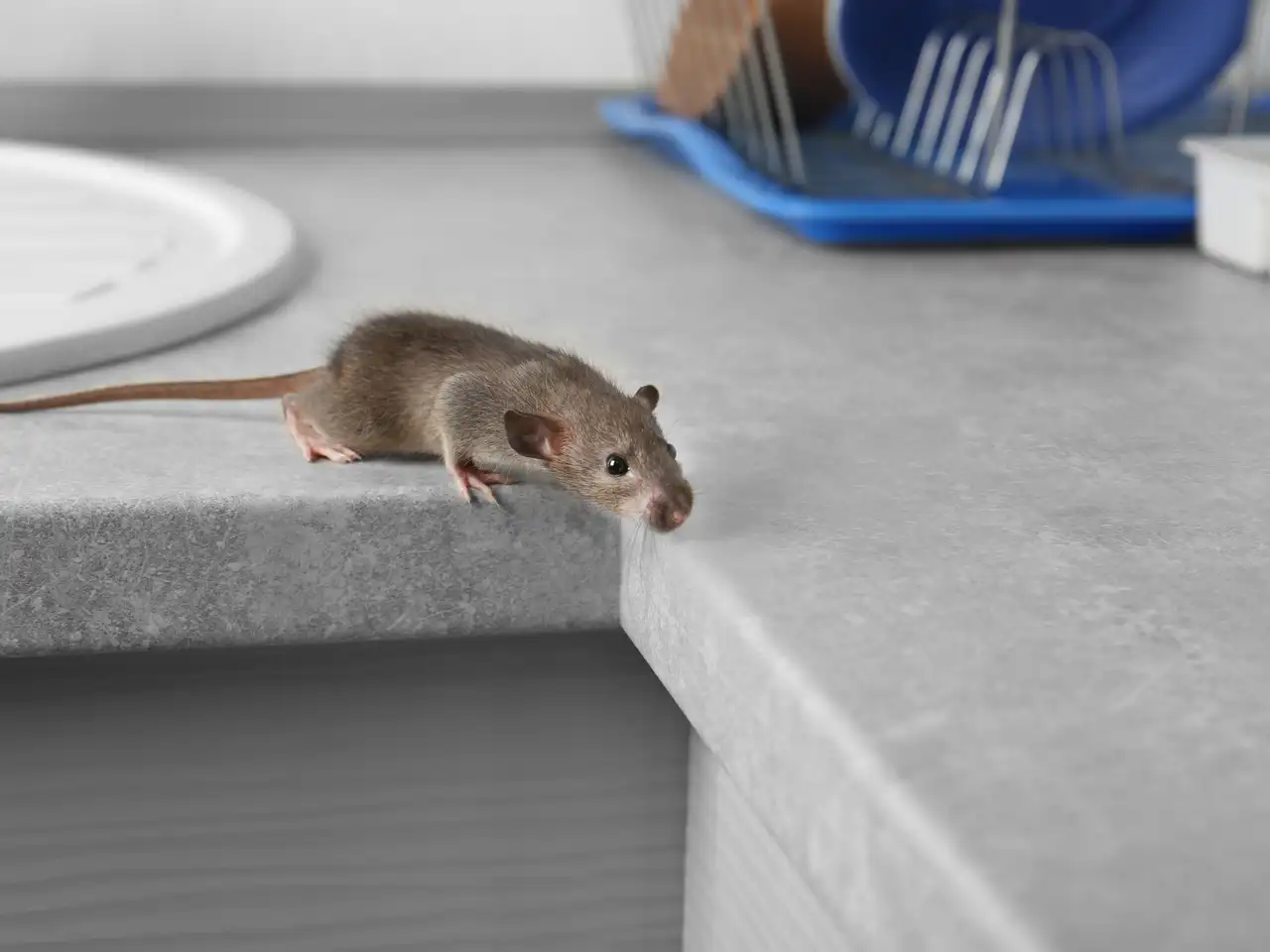 Mouse indoors — tamper-resistant baiting keeps homes protected