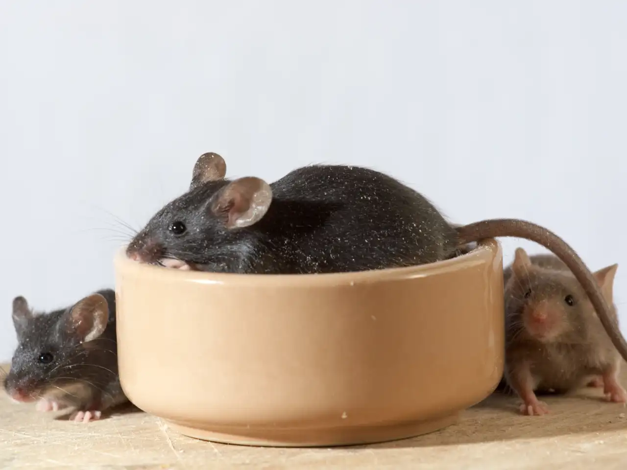 Mouse Baiting & Removal Services | Bug Off Taylor’s Way