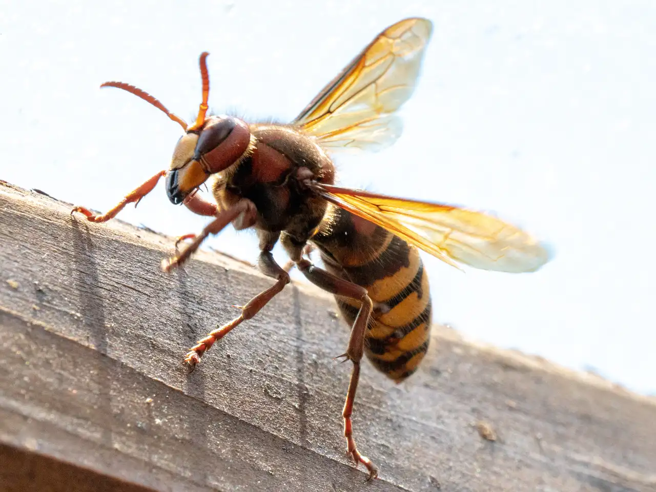 Hornet & Wasp Suppression Service | Bug Off Taylor’s Way