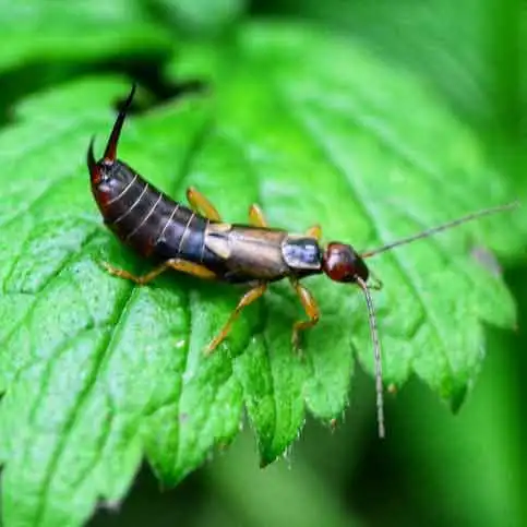 Earwigs