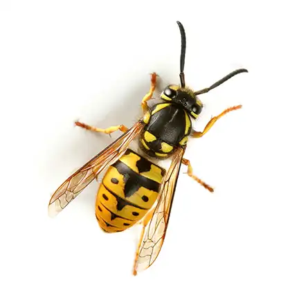Wasps & Hornets