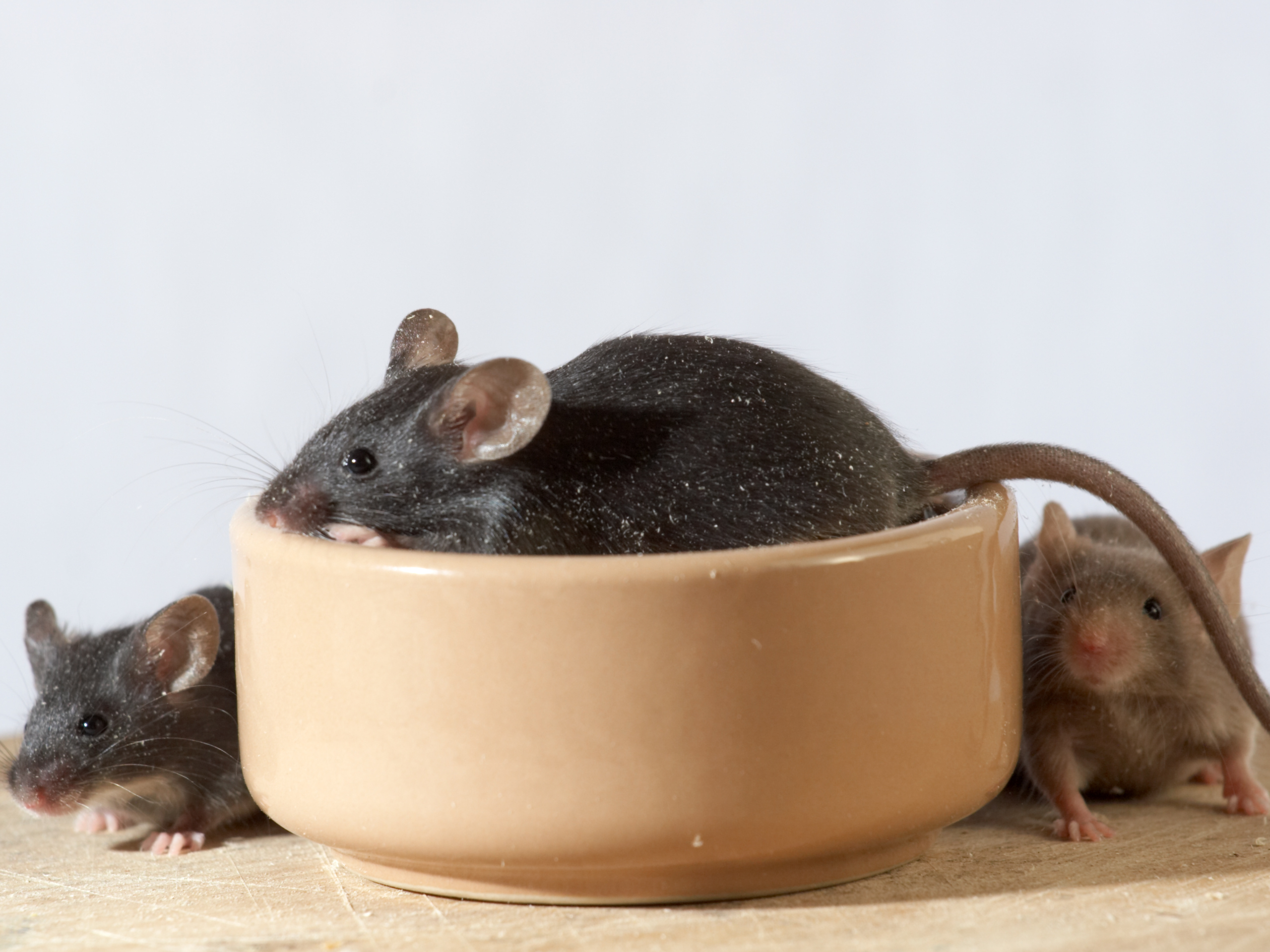 Mice