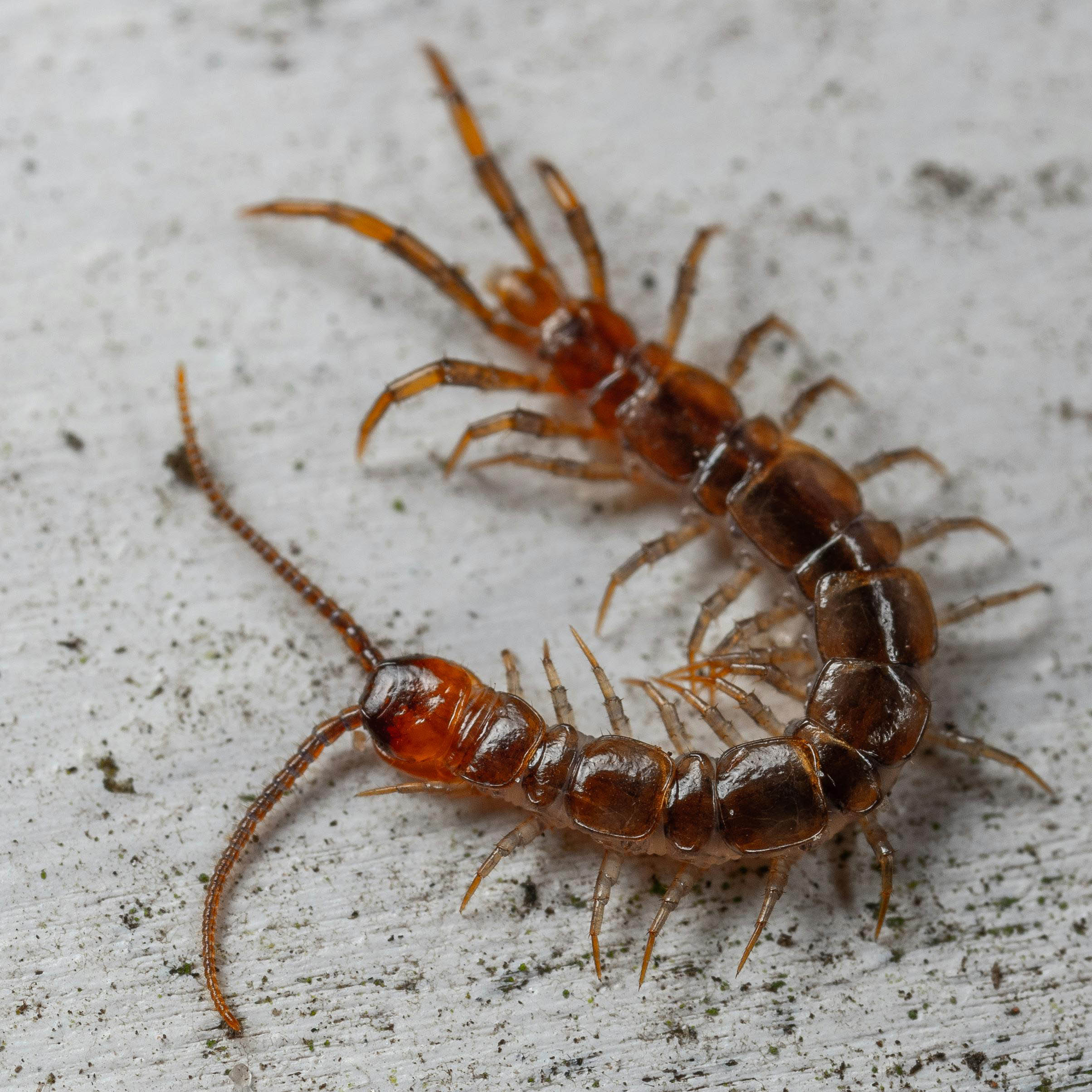 Centipedes