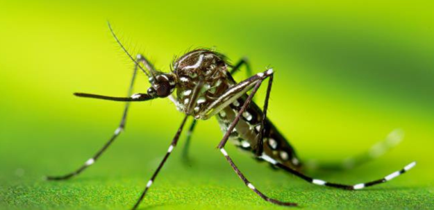 Mosquito, Tick & Flea Control Services | Bug Off Taylor's Way