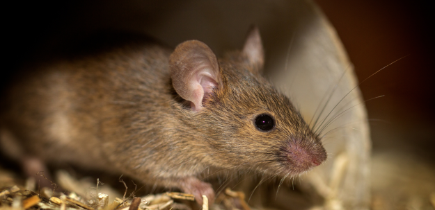 Mouse Baiting